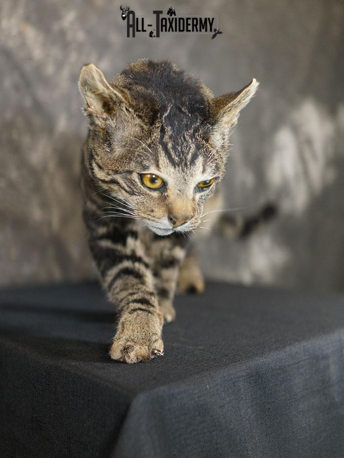 African hybrid taxidermy cat SKU 2361 - Image 5