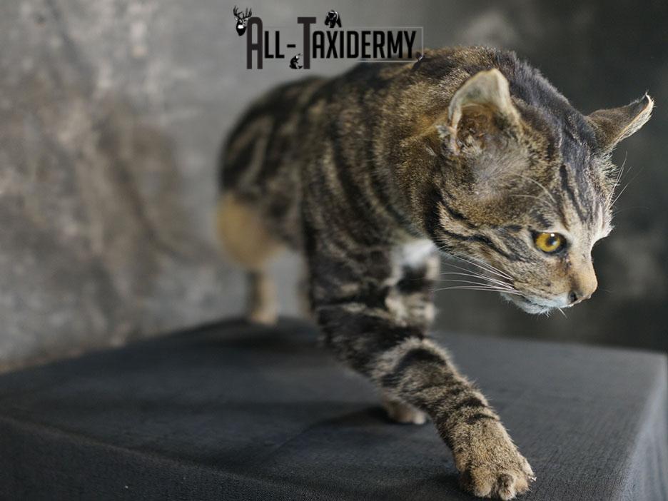 African hybrid taxidermy cat SKU 2361 - Image 4