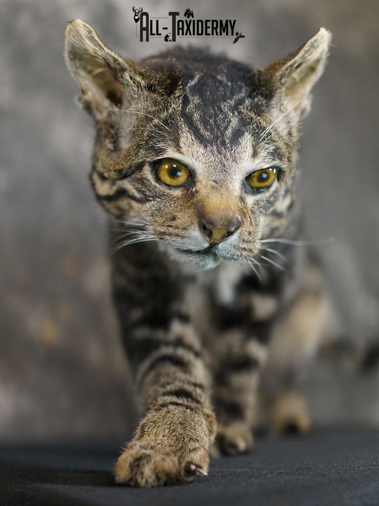 African hybrid taxidermy cat SKU 2361 - Image 3