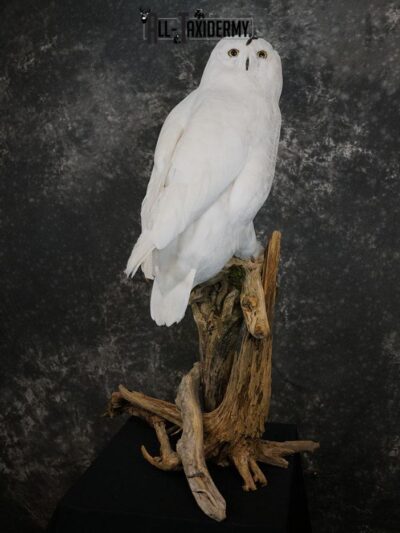 Reproduction snow owl taxidermy mount SKU 2362