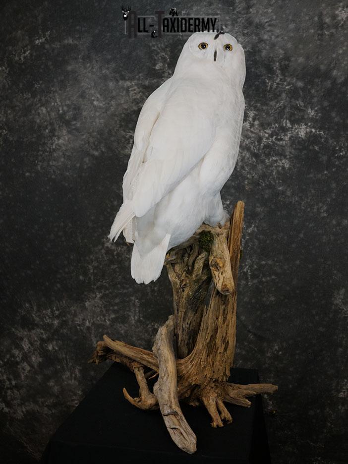 Reproduction snow owl taxidermy mount SKU 2362