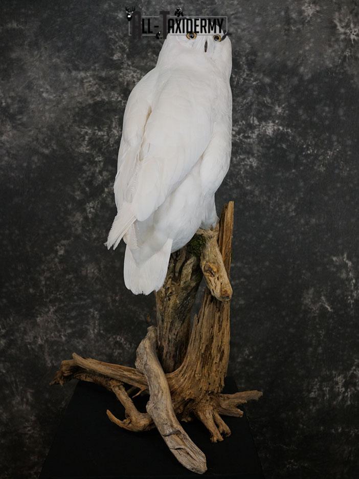 Reproduction snow owl taxidermy mount SKU 2362 - Image 2