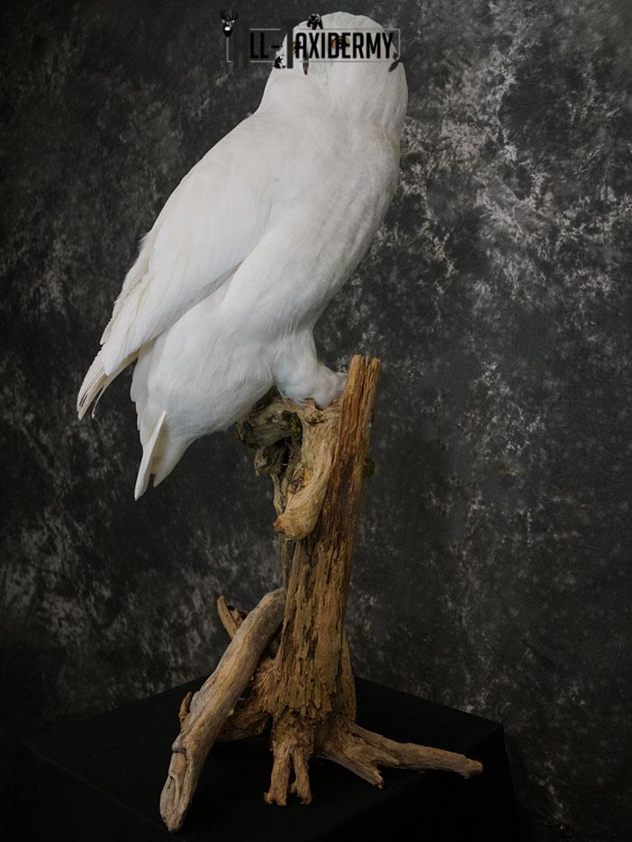 Reproduction snow owl taxidermy mount SKU 2362 - Image 9