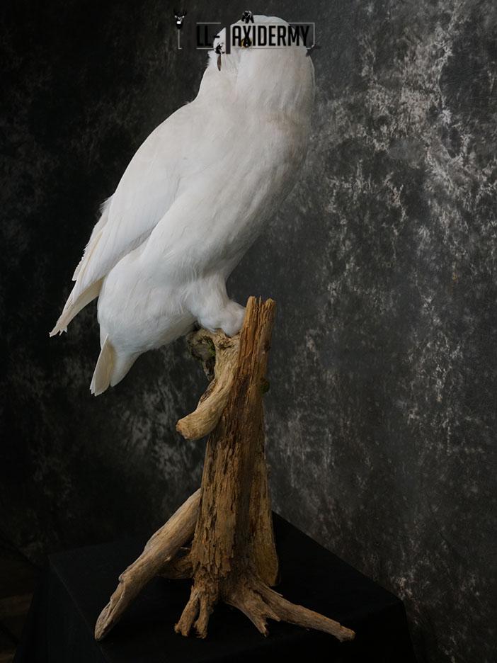 Reproduction snow owl taxidermy mount SKU 2362 - Image 8