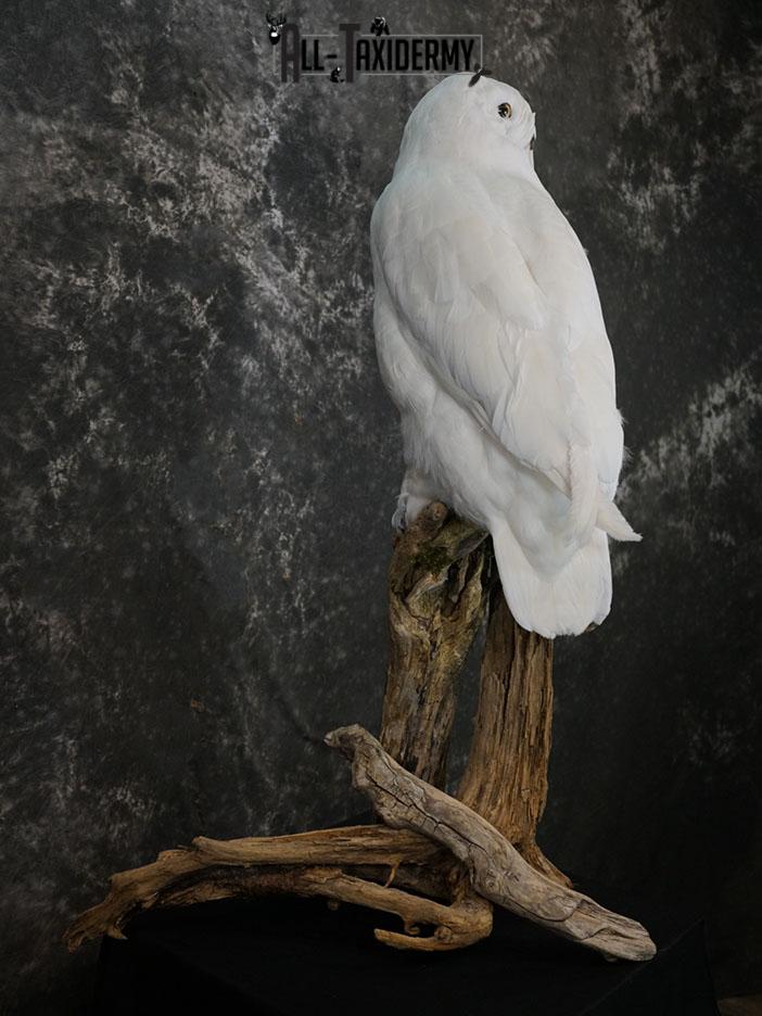 Reproduction snow owl taxidermy mount SKU 2362 - Image 7