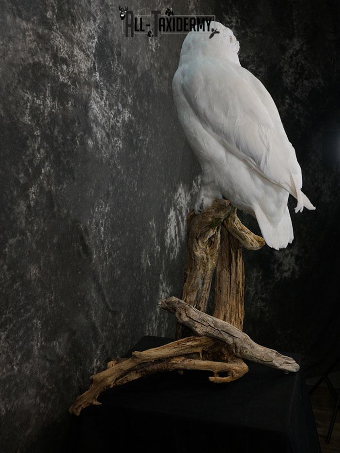 Reproduction snow owl taxidermy mount SKU 2362 - Image 6