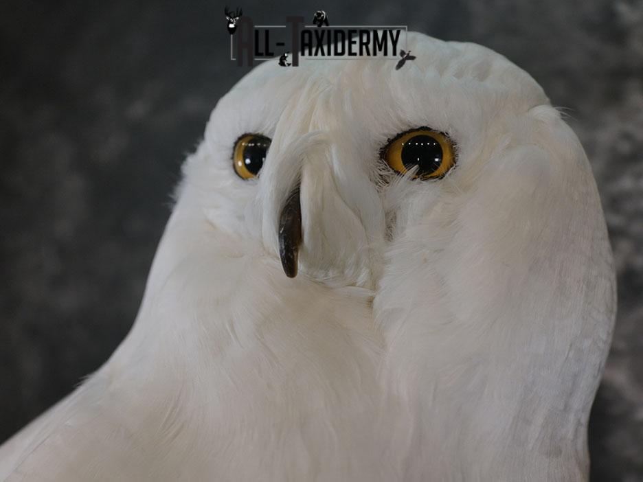 Reproduction snow owl taxidermy mount SKU 2362 - Image 5
