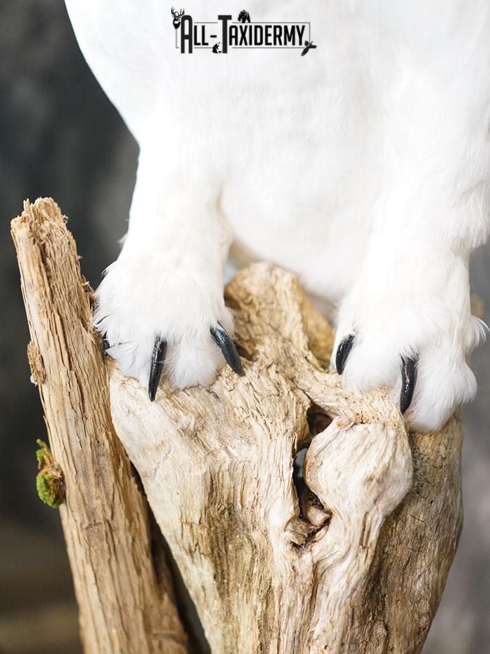 Reproduction snow owl taxidermy mount SKU 2362 - Image 4