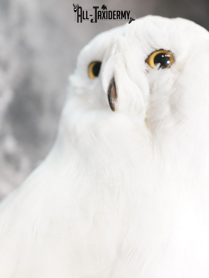 Reproduction snow owl taxidermy mount SKU 2362 - Image 3