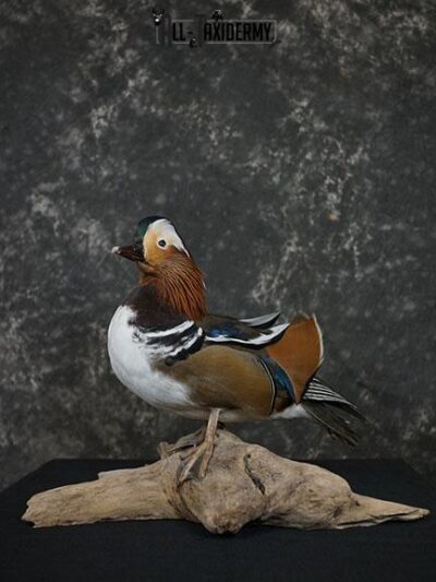 Mandarin Duck