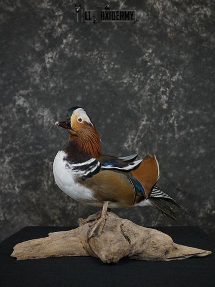 Mandarin Duck