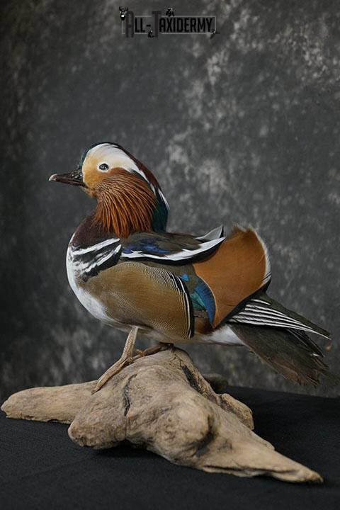 Mandarin Duck taxidermy mount SKU 2389 - Image 7