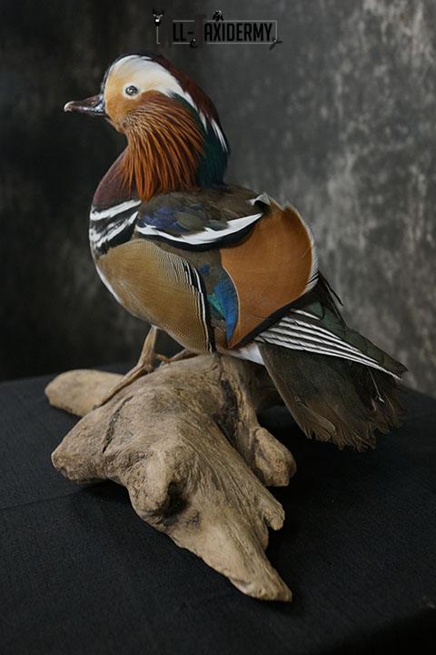 Mandarin Duck taxidermy mount SKU 2389 - Image 6