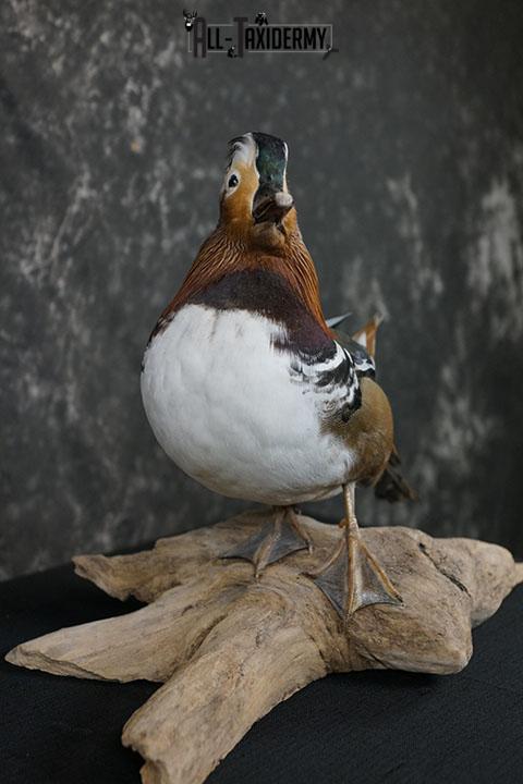 Mandarin Duck taxidermy mount SKU 2389 - Image 5