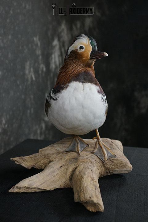 Mandarin Duck taxidermy mount SKU 2389 - Image 4