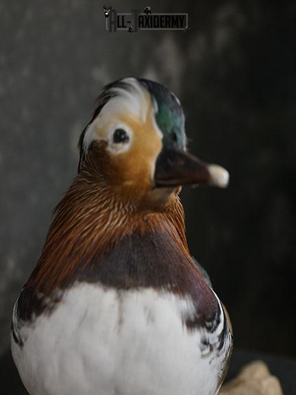 Mandarin Duck taxidermy mount SKU 2389 - Image 3