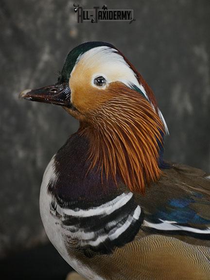 Mandarin Duck taxidermy mount SKU 2389 - Image 2