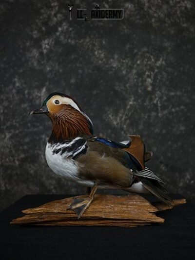 Mandarin Duck taxidermy mount SKU 2391
