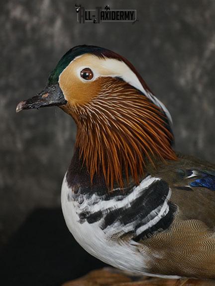 Mandarin Duck taxidermy mount SKU 2391 - Image 2