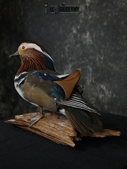 Mandarin Duck taxidermy mount SKU 2391 - Image 7