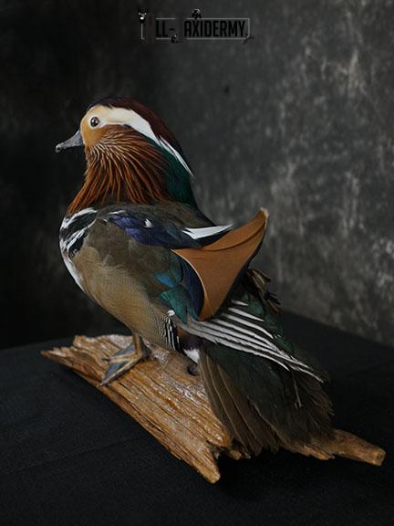 Mandarin Duck taxidermy mount SKU 2391 - Image 6
