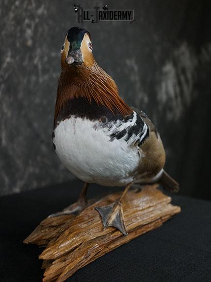 Mandarin Duck taxidermy mount SKU 2391 - Image 5