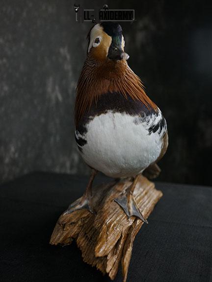 Mandarin Duck taxidermy mount SKU 2391 - Image 4