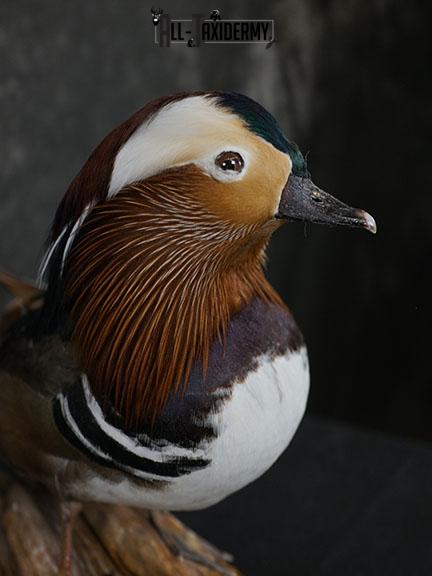Mandarin Duck taxidermy mount SKU 2391 - Image 3