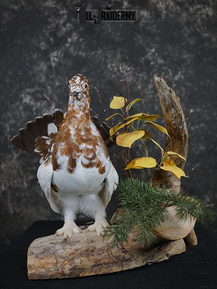 Full body Ptarmigan taxidermy mount SKU 2393 - Image 2