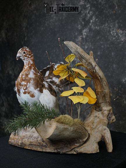 Full body Ptarmigan taxidermy mount SKU 2393 - Image 8