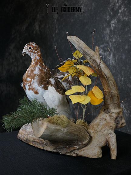 Full body Ptarmigan taxidermy mount SKU 2393 - Image 7