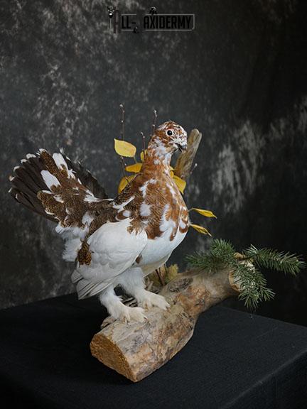 Full body Ptarmigan taxidermy mount SKU 2393