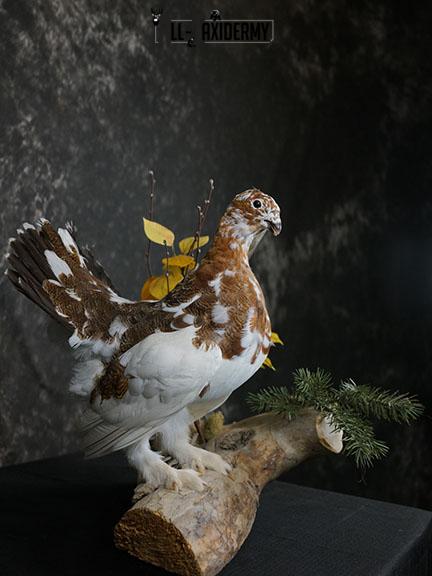 Full body Ptarmigan taxidermy mount SKU 2393 - Image 5