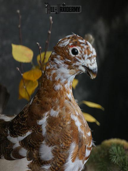 Full body Ptarmigan taxidermy mount SKU 2393 - Image 4