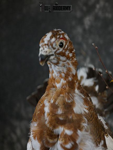 Full body Ptarmigan taxidermy mount SKU 2393 - Image 3