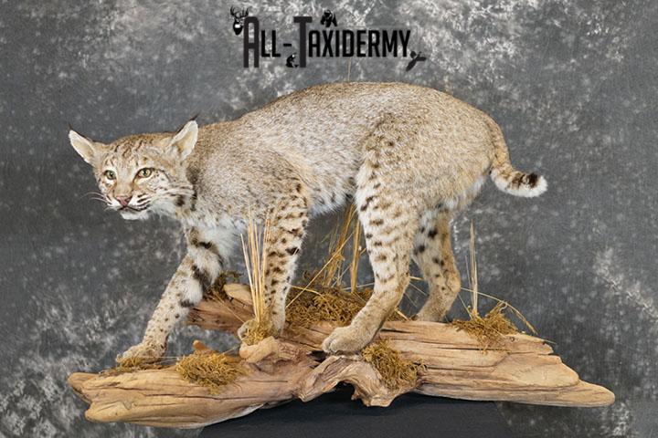 Full body Bobcat taxidermy mount SKU 2394 - Image 2
