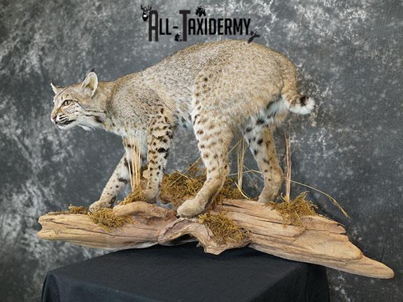 Full body Bobcat taxidermy mount SKU 2394 - Image 10
