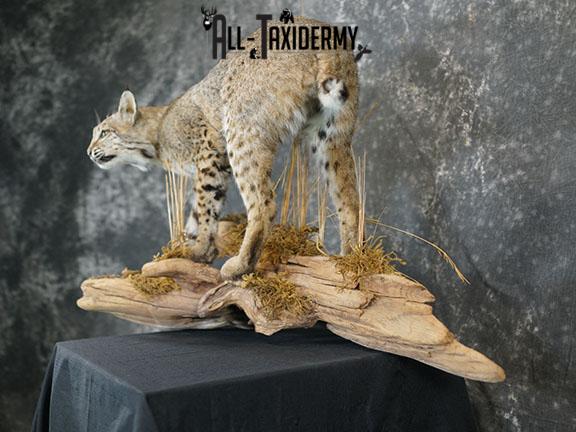 Full body Bobcat taxidermy mount SKU 2394 - Image 9