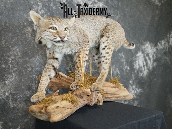 Full body Bobcat taxidermy mount SKU 2394 - Image 8