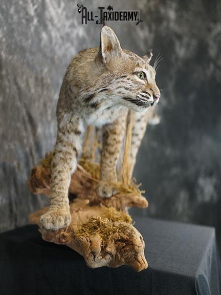 Full body Bobcat taxidermy mount SKU 2394 - Image 7