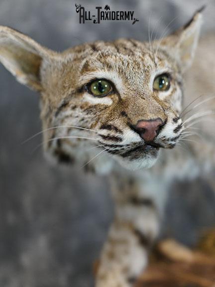 Full body Bobcat taxidermy mount SKU 2394 - Image 6