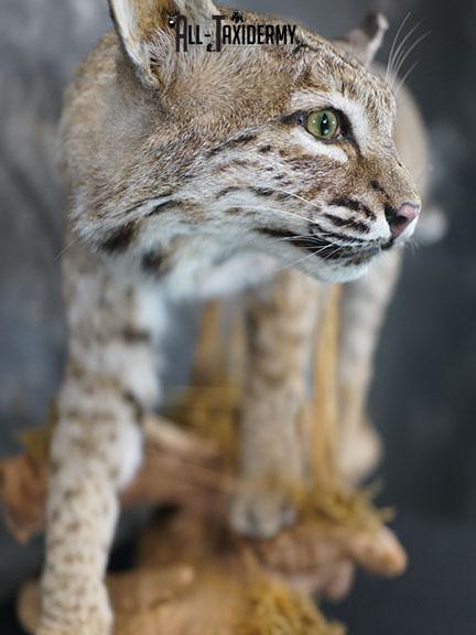Full body Bobcat taxidermy mount SKU 2394
