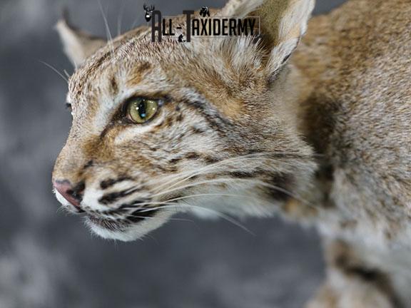 Full body Bobcat taxidermy mount SKU 2394 - Image 4