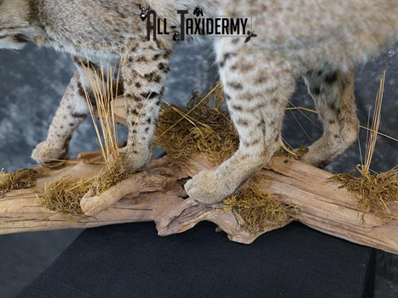 Full body Bobcat taxidermy mount SKU 2394 - Image 3