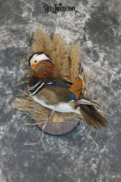 Mandarin Duck