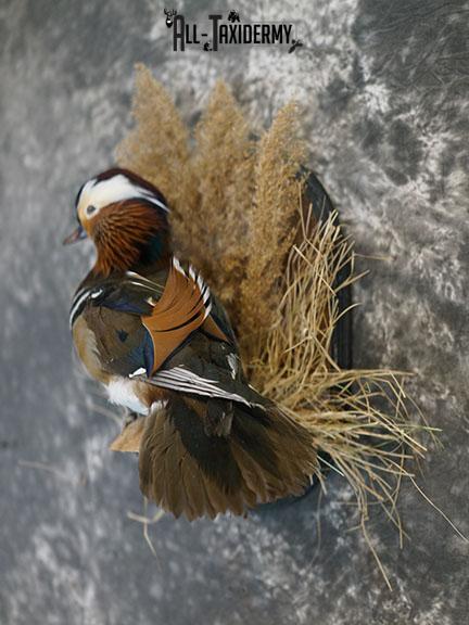 Mandarin Duck taxidermy mount SKU 2390 - Image 2