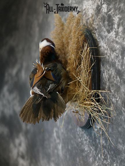Mandarin Duck taxidermy mount SKU 2390 - Image 6