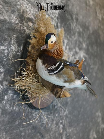 Mandarin Duck taxidermy mount SKU 2390 - Image 5