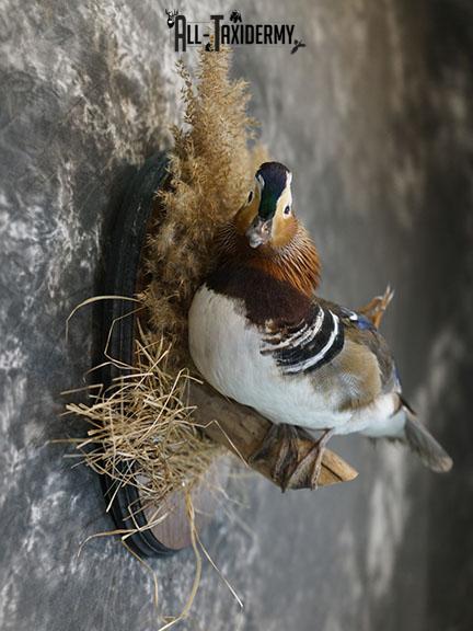 Mandarin Duck taxidermy mount SKU 2390 - Image 4