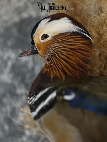 Mandarin Duck Closeup